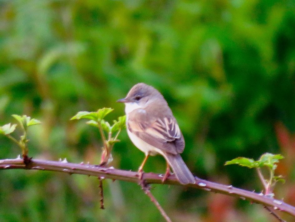 hoe heet dit vogeltje?